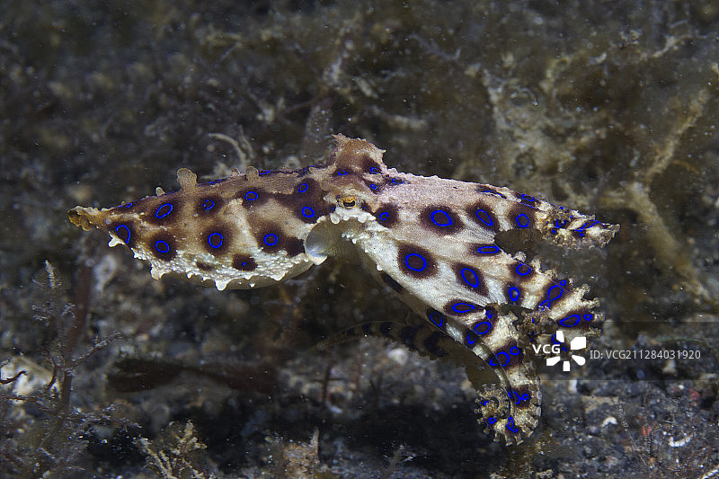 蓝环章鱼图片素材