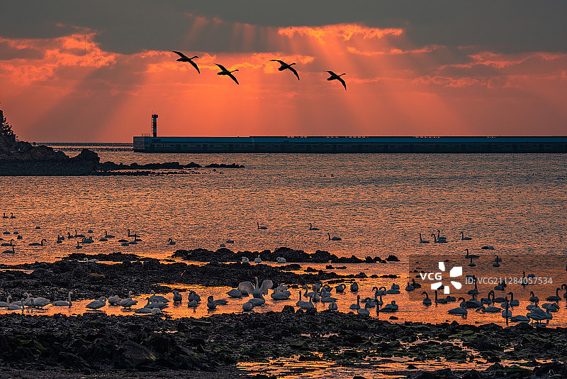 威海荣成烟墩角天鹅湖晨景图片素材