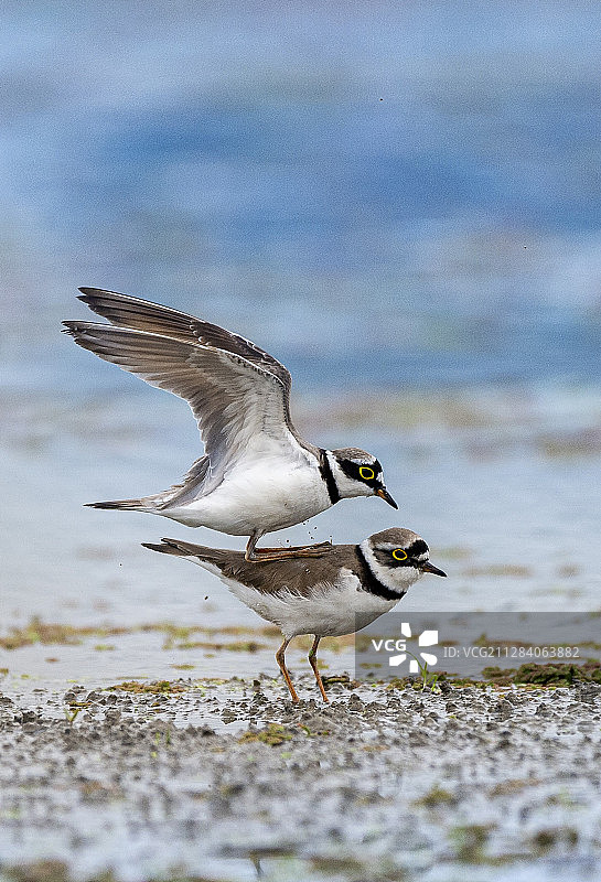 金眶鸻图片素材