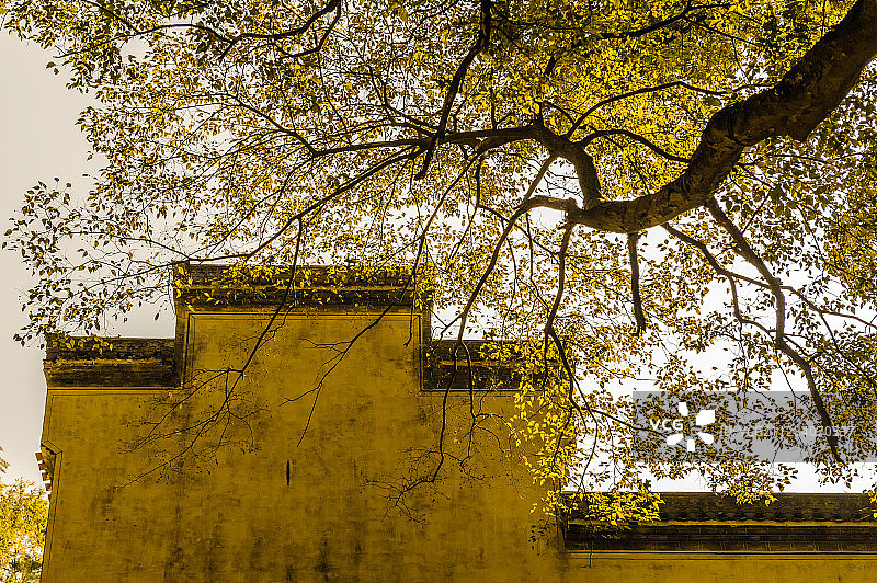 墙之秋图片素材