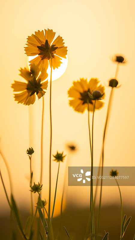 花之晨图片素材