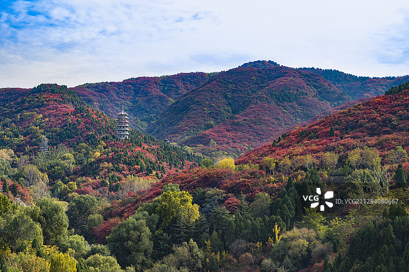 济南红叶谷秋色图片素材