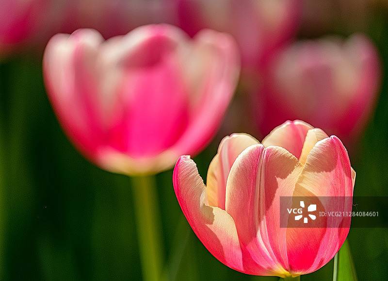 美丽的郁金香图片素材