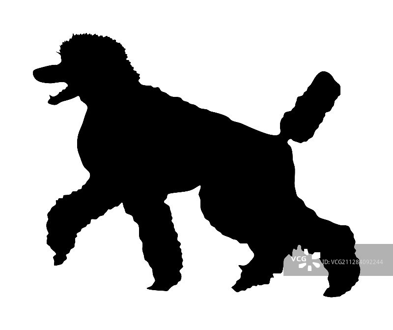 皇家贵宾犬剪影肖像图片素材