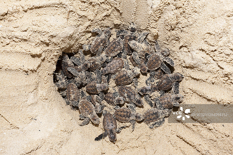 玳瑁海龟幼龟，新爱尔兰，巴布亚新几内亚图片素材