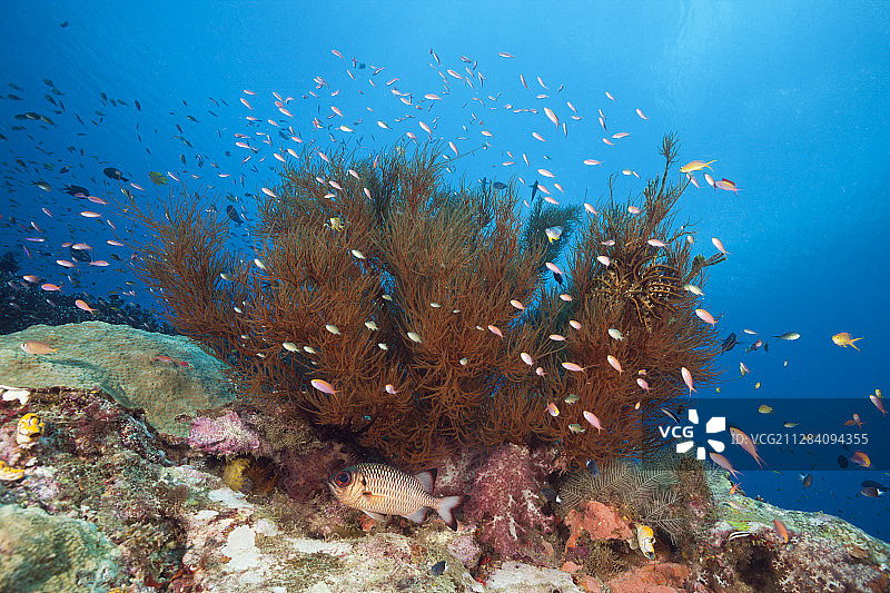 新爱尔兰巴布亚新几内亚的珊瑚礁上的花鮨图片素材