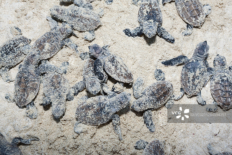 玳瑁海龟幼龟，新爱尔兰，巴布亚新几内亚图片素材