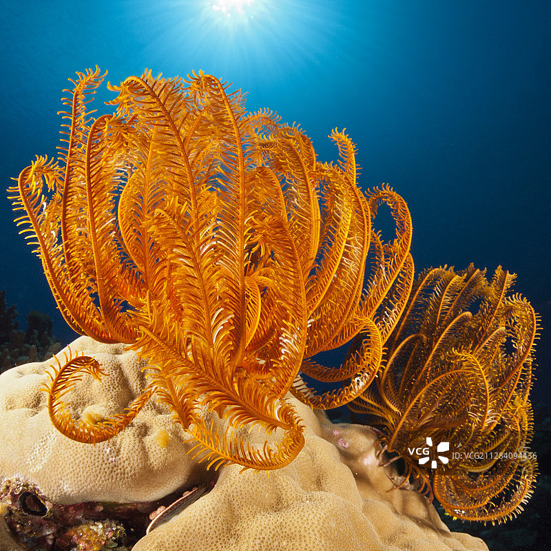 珊瑚礁中的海百合，斯氏羽枝Comanthina schlegeli，新爱尔兰，巴布亚新几内亚图片素材