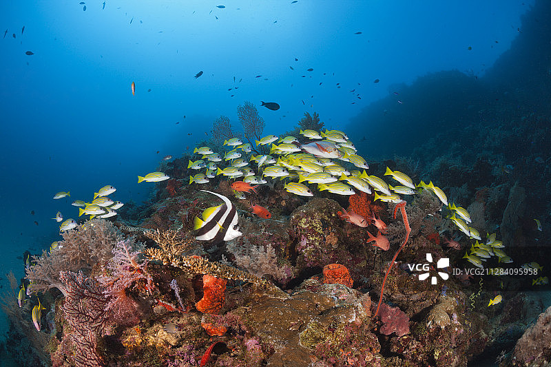 长鳍燕鱼和蓝条鲷鱼群，新爱尔兰，巴布亚新几内亚图片素材
