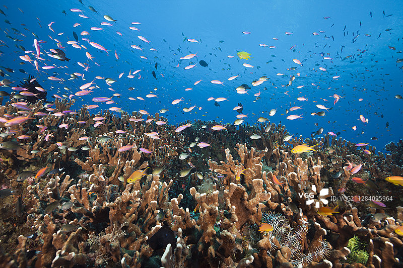 新爱尔兰巴布亚新几内亚的珊瑚礁上的花鮨图片素材