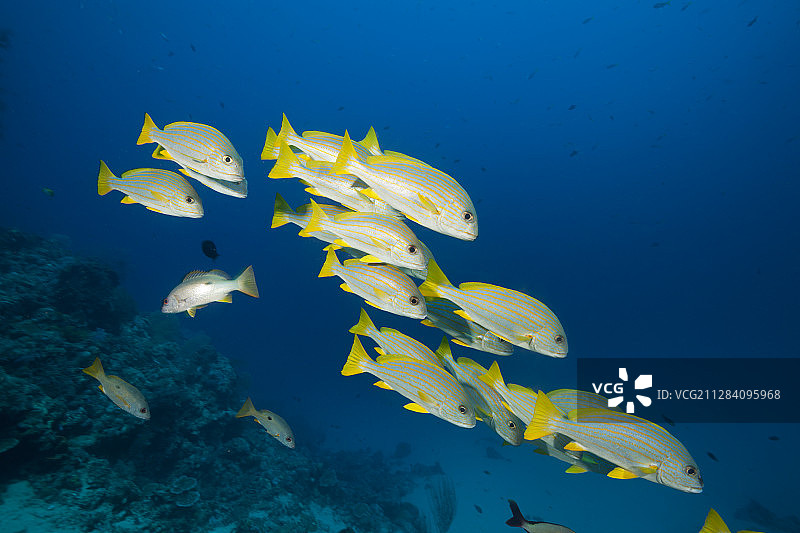 新爱尔兰岛的条纹石鲈鱼群图片素材
