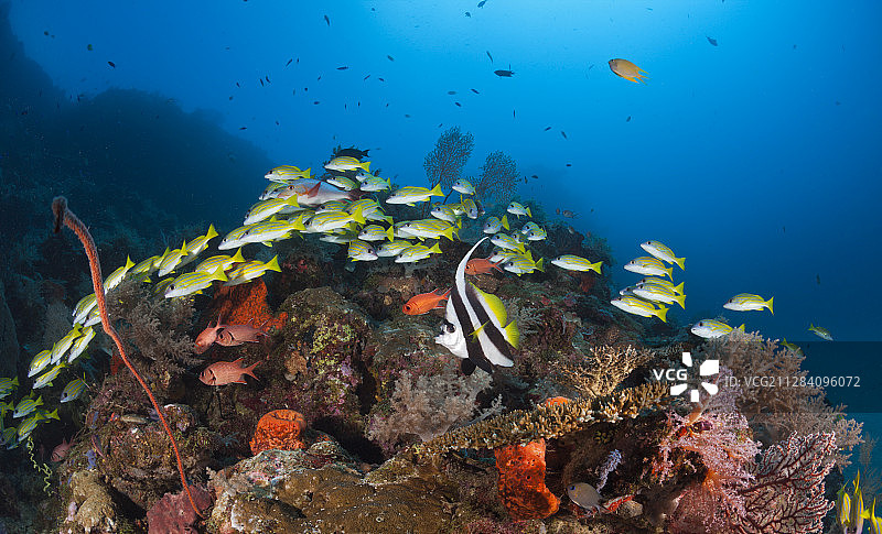 长鳍燕鱼和蓝条鲷鱼群，新爱尔兰，巴布亚新几内亚图片素材