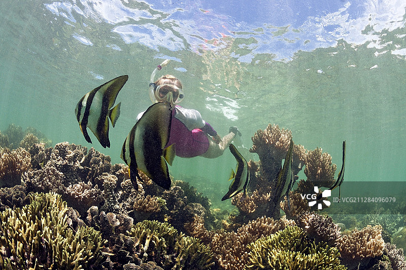 新爱尔兰圆蝙蝠鱼群浮潜图片素材