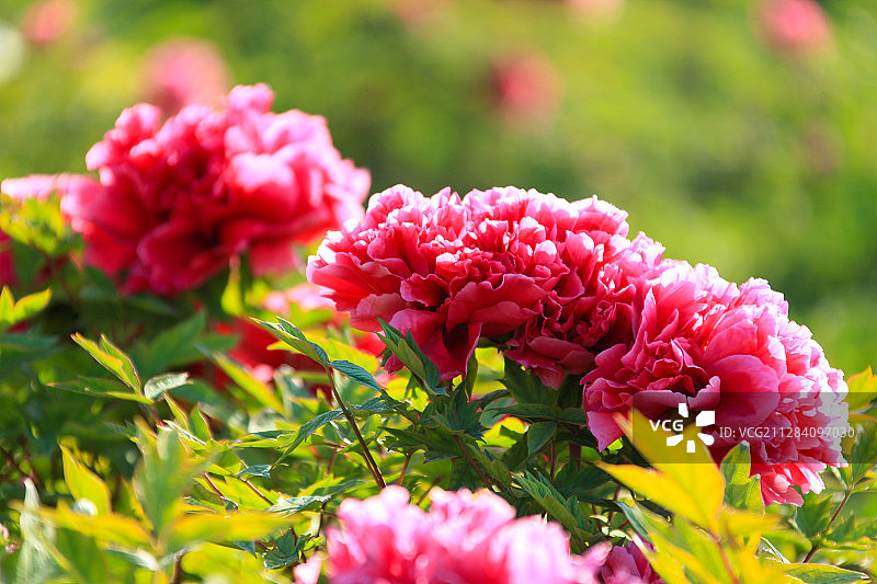 国色天香的牡丹花图片素材