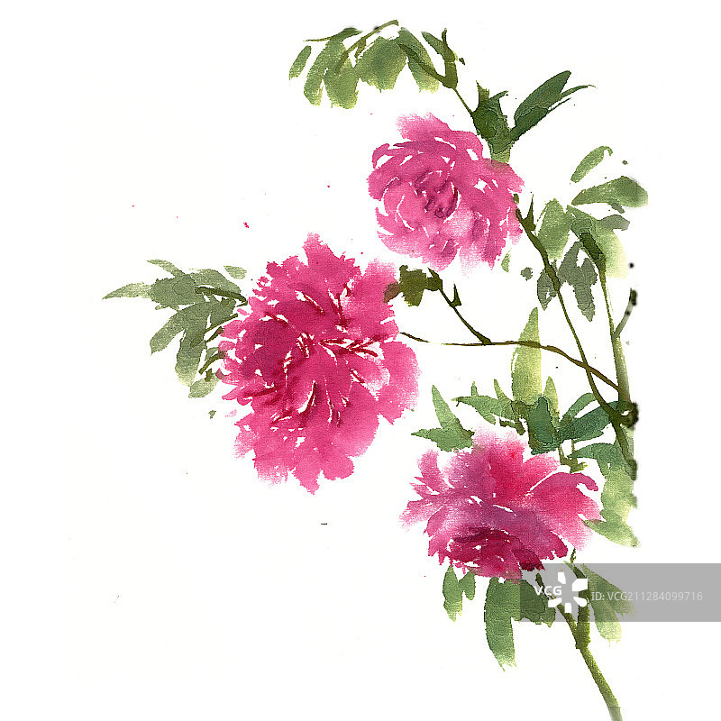 美丽的月季花朵图片素材