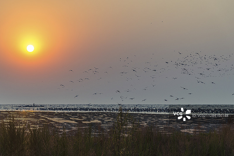 辽宁营口辽河口，晚霞中的鸟浪。图片素材