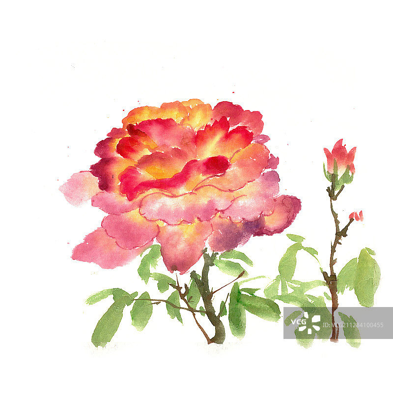 鲜艳的月季花图片素材