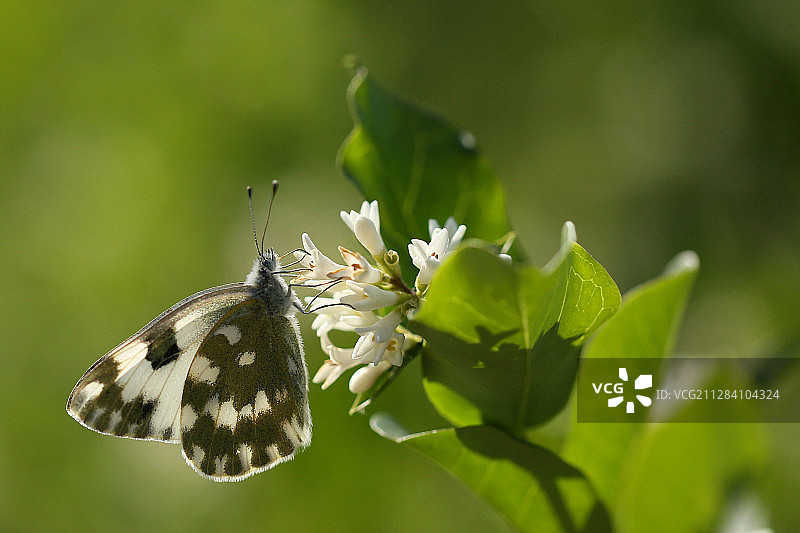 青粉蝶图片素材