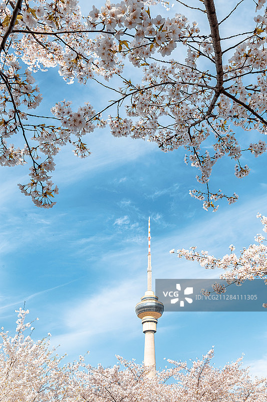 玉渊潭公园的樱花图片素材