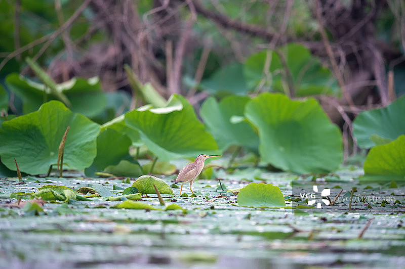 站在荷叶上的鸟图片素材