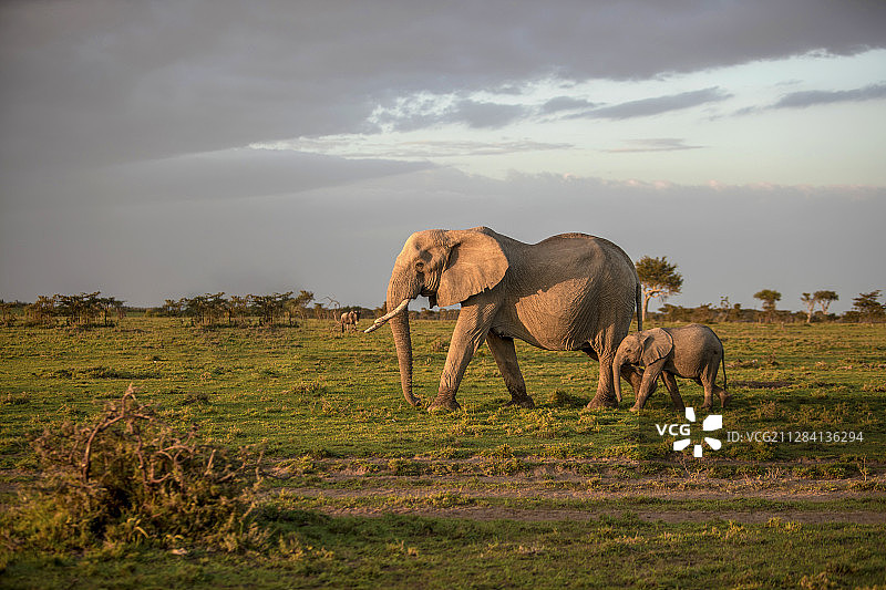 肯尼亚马赛马拉国家保护区日落时分行走的大象母子图片素材