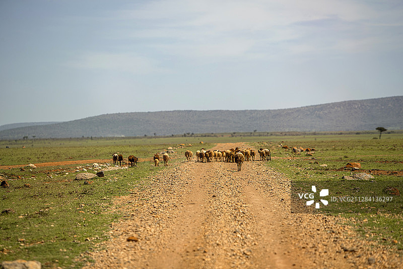 在肯尼亚马赛马拉国家保护区土路上行走的羊群图片素材