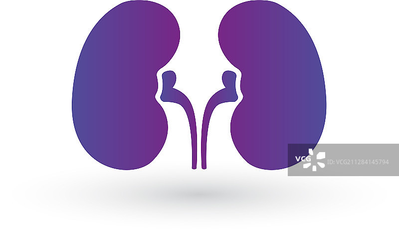 简约肾脏紫色渐变图标符号图片素材