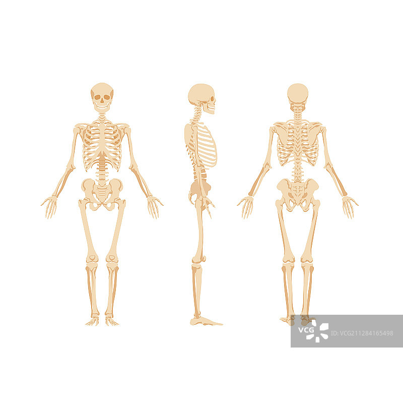 白色背景上的骷髅系列图片素材