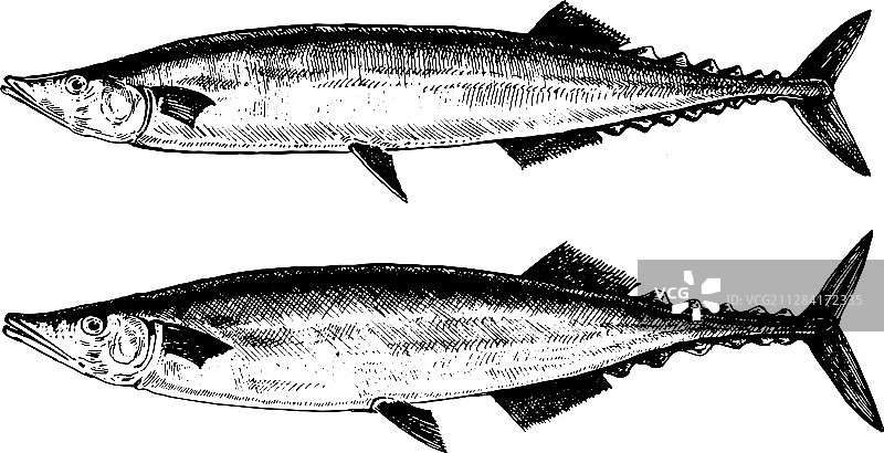 秋刀鱼合集图片素材