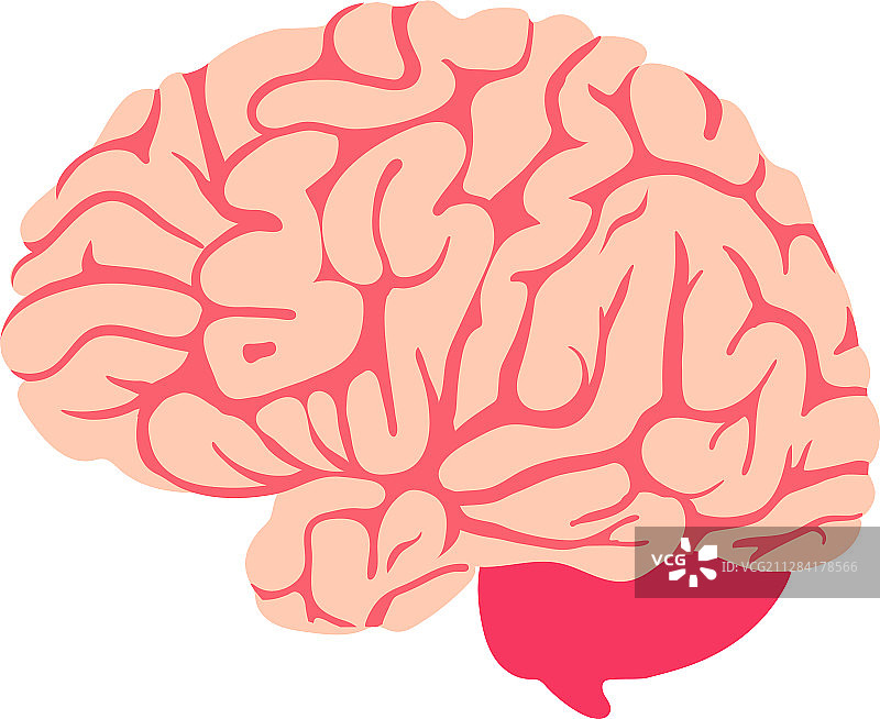 大脑思维智力独立图标符号图片素材