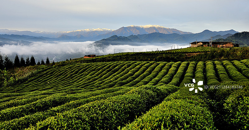茶乡晨韵图片素材