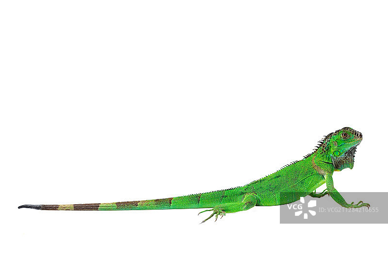 爬行动物-蜥蜴之绿鬣蜥图片素材