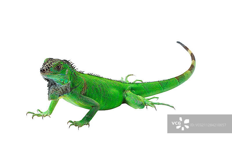爬行动物-蜥蜴之绿鬣蜥图片素材