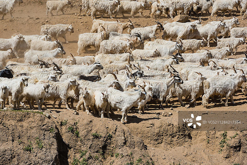 新疆，萨尔布拉克大转场图片素材