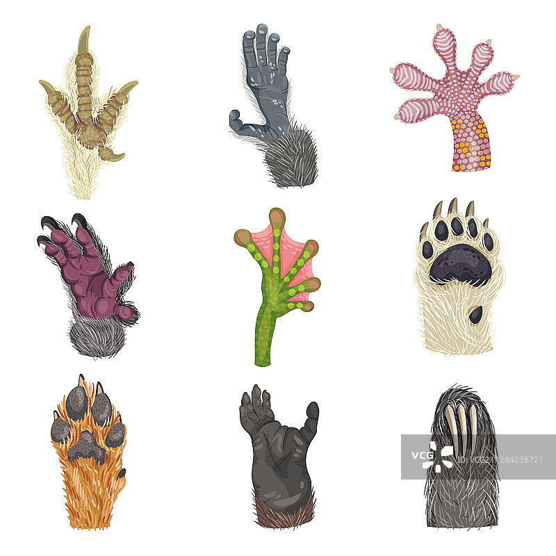 白色背景上的动物爪印图片素材