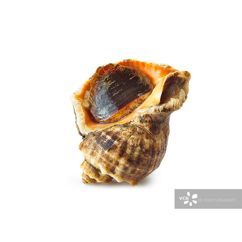 海鲜-海螺图片素材