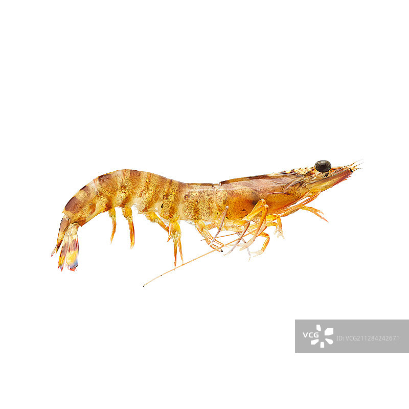 海鲜-基围虾图片素材