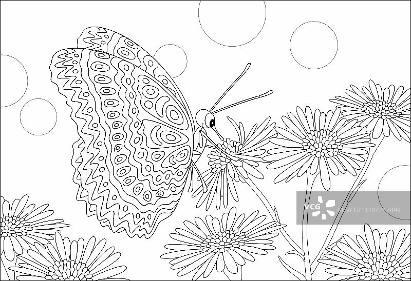 华丽的蝴蝶采花蜜图片素材