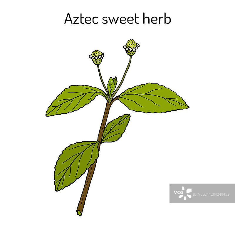 阿兹特克甜草药Lippia dulcis药用植物图片素材
