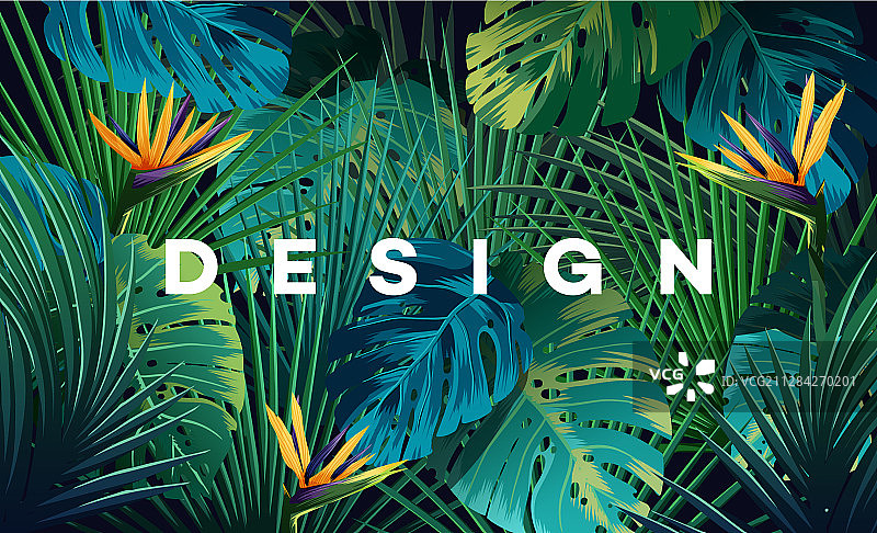 丛林植物明亮热带背景图片素材