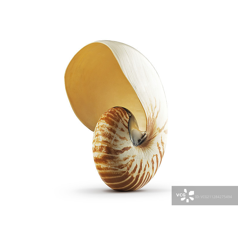 鹦鹉螺图片素材