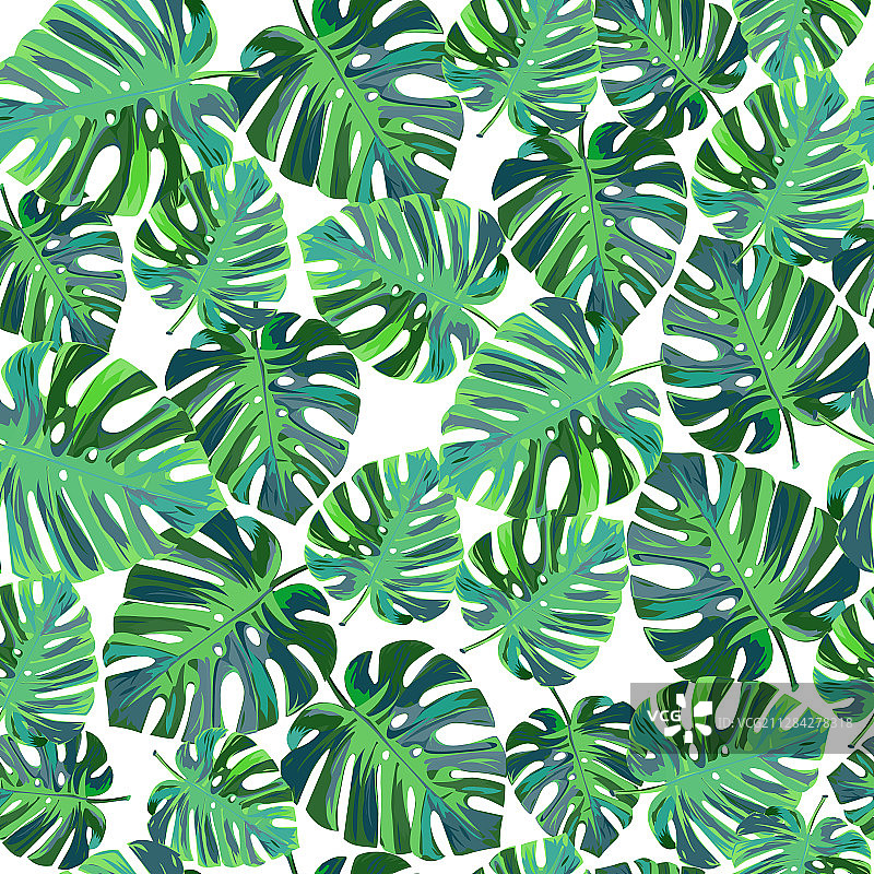 龟背竹热带风情图案图片素材