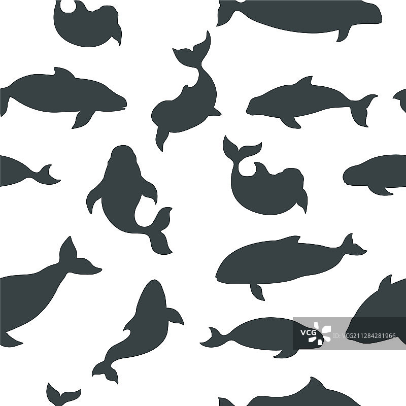 海洋哺乳动物海豚合集图片素材