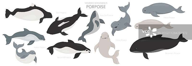 海洋哺乳动物海豚合集图片素材