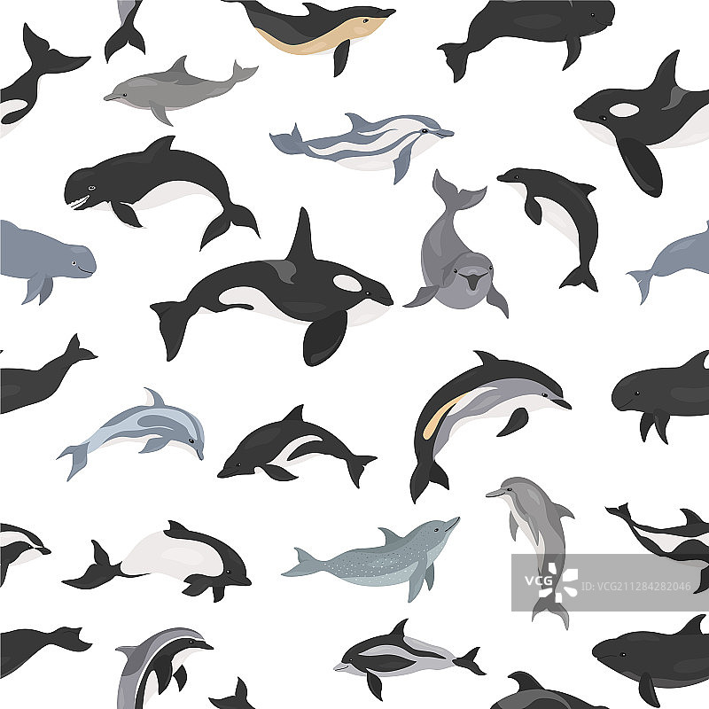 海洋哺乳动物海豚无缝图案图片素材