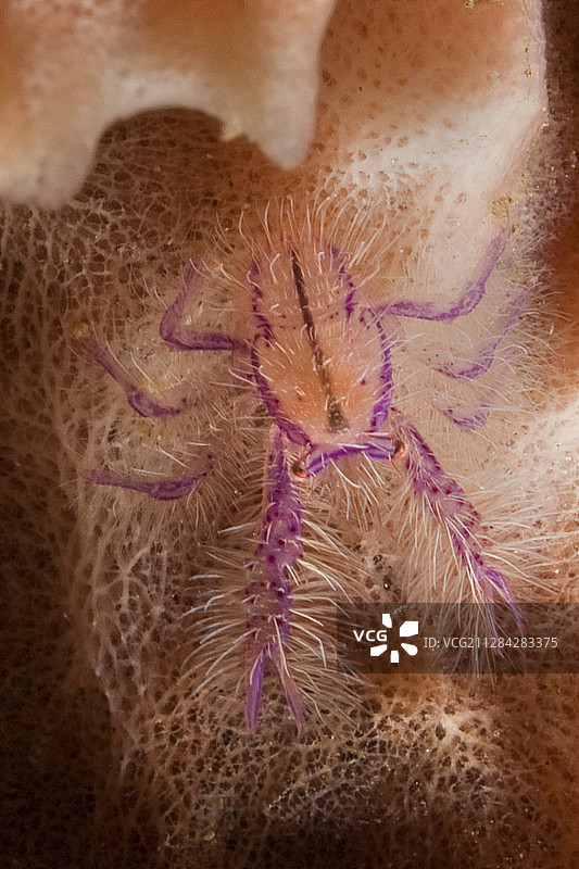 毛茸茸的蹲龙虾图片素材