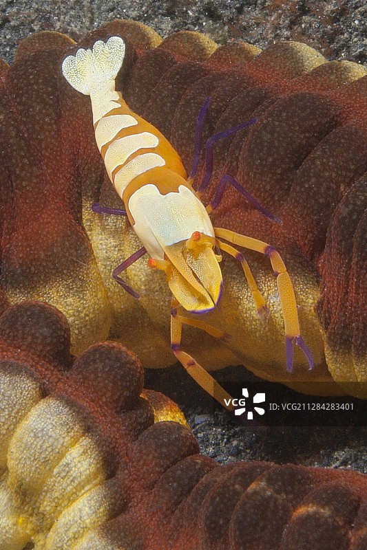 海参上的帝王虾图片素材