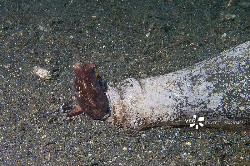 瓶中椰子章鱼图片素材