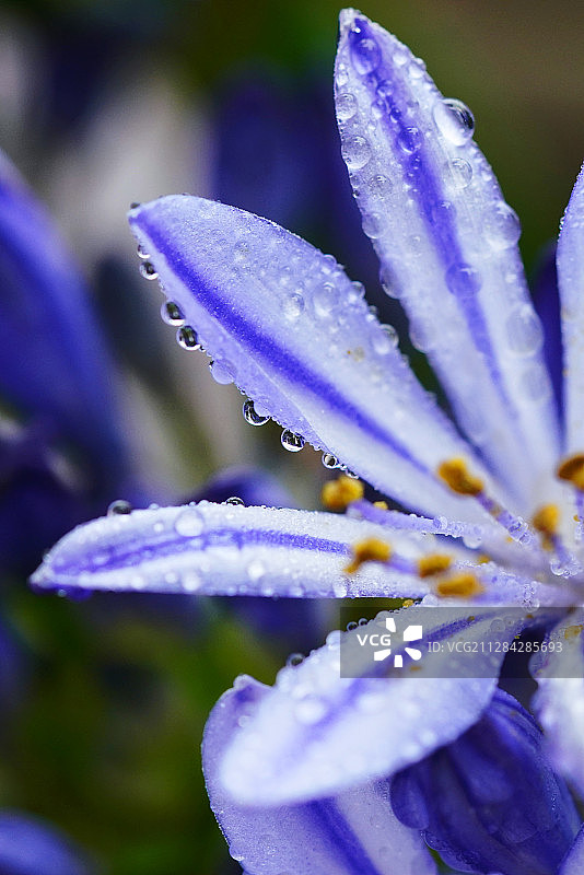 百子莲图片素材