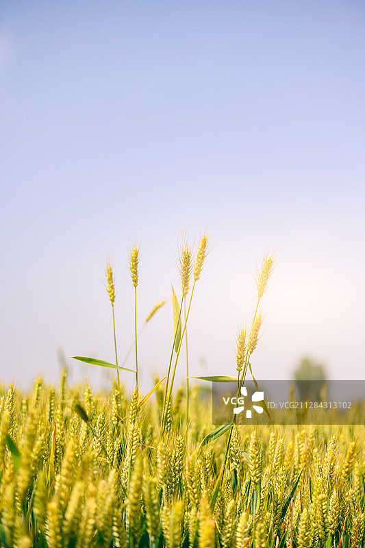 阳光下的小麦图片素材